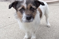 Munchkin-A017724-1