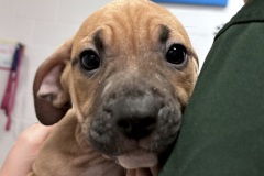 Oliver-A018153-M