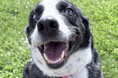 Padme-A017663