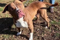 POPPY, Bully type X, 1 year/9 months, Male (neutered), 63#