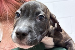 Sebastian-A018150-M