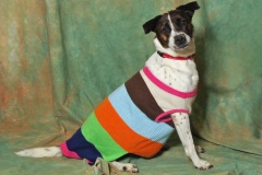 SKYE, Pointer Type, 1.5 years, Female (spayed), 45#