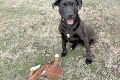PENGUIN, Black Lab Type, Male (neutered), 56.2#, black/white on chest