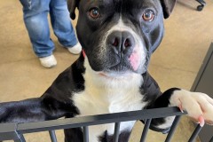TUCKER, Bully/Boston Terrier Type, 1 year, Male (neutered), 50.6#, black/white