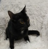 Wicked, 2yrs, DSH, Spayed Female, Black, #6