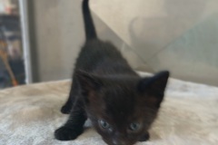 Hectroess kitten 6 Male