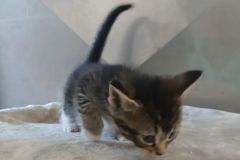 Hectoress kitten 4 Female