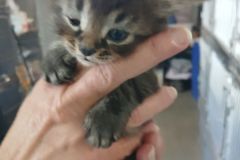 Hectoress kitten 5 Female