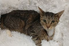 Baglady 2.2 years, DSH, Spayed Female, #7 Microchipped