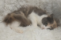 Bandit, 1 yr, DLH, Female (not altered) Calico, #7