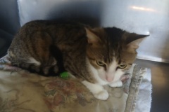 Daisy, DSH, 1.1 yrs, Spayed Female, Grey/White Tabby, #6 (Microchipped)