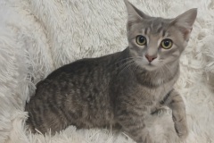 Dee, 4.5 Mths, DSH, Female (not altered) Grey Tabby, #4