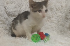 Dopey, 7 wks, DSH,