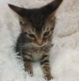 Flood, 3.5 mths , DSH, male (not altered) Tabby, #4
