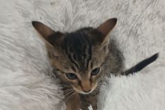Able, 3 mths, DSH, Male (not altered) Tabby, #3
