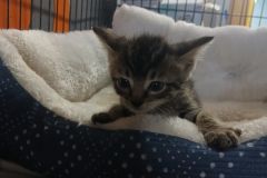 Able, 3 of 4 kittens, DSH, 6 weeks, Male (not altered) blk tabby