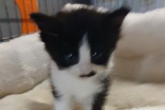 Alan 1 of 4 kittens, 6 weeks, DSH, Male (not altered) Blk/white