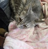 Andi, 10 mths, Spayed Female, DSH grey Tabby #6 (Three Legs)