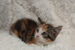 April, 8 weeks, female, (not altered DMH, CALTABBY, #2