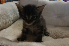 Ash, 2 of 4 kittens, 6 weeks, DSH, Male (not altered) dark black tabby