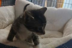 Ashley, 4 of 4, DSH, Female (not altered) blk/grey/white tabby