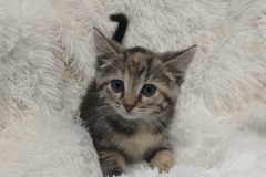 August, 8 weeks, DMH, female (not altered) cali tabby , #2