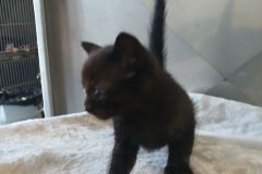 Hectoress kitten 3 female