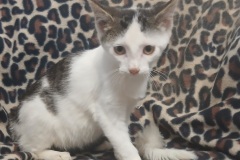 Bashful, 8 Wks, DSH, Male (not altered) Grey/white #3