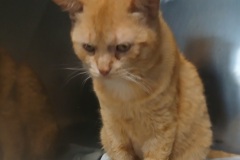 Blaze, 3.2 yrs, Neutered Male, DSH, Golden, #8
