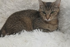 Butter, 3.3 yrs, DSH, Spayed Female, blk/brown tabby, #8 Microchipped