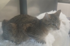 Butter, 3 years, DSH, Spayed Female grey tabby #8