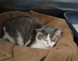 Cher, 2.1 yrs, DSH, Spayed Female, grey/white #8.9 (Microchipped)