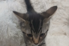 Chica, 3 MTHS, DSH, Female (not altered) Tabby, #3