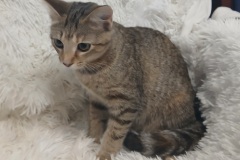 Chicka, 4.5 Mths, DSH, Female(not altered) brown/rust tabby #4