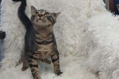 chico, 4.5 mths, DSH, Neutered Male, Tabby, #4 Microchipped