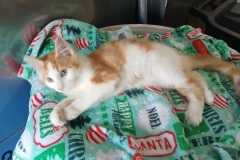 Colby, DMH, 3.5 mths, male (not altered) gold/white #4