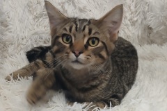 Coupe, 4.5 Mths, DSH Male (not altered) Brown/Grey Tabby, #4