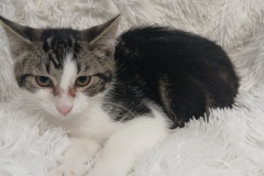 Creamy, 5 Mths, DSH, Neutered Male, Blk/white Tabby, 4.5 Microchipped