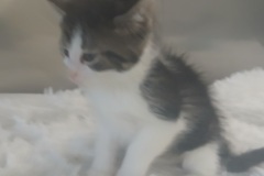 Creamy, DSH, 10 weeks, Male (unaltered) Blk/white Tabby #2
