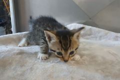Hectoress kitten 2 Female