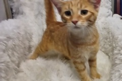 Daville, 4.5 mths, DSH, Male (not altered) Orange #4