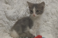 Doc, 7 wks, DLH, Not altered Grey/white #2
