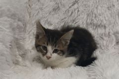 Dovey, 2 Mths, DSH, Female (not altered) blk/grey/white Tabby #2