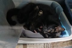Wicked 5 kittens, DSH ,1 year Female (nursing mom) Black #8