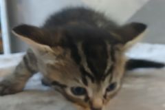 Hectoress kitten 1 Female