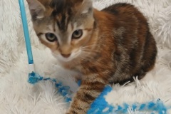 Floater, 3.5 mths, DSH, Spayed Female, Cali Tabby, #4 microchipped