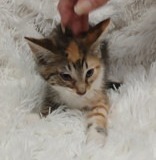 Floater, 3.5 mths , DSH, Female (not altered) Cali Tabby, #2