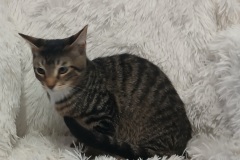 Flood, 3.5 mths, DSH, Neutered Male, Tabby with white, #4 Microchipped
