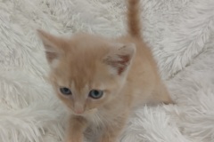 Flora, 4 Mths, DSH, Female (unaltered) #3, cream
