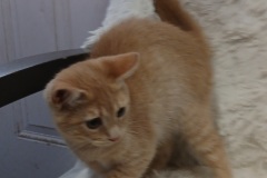 Flora, 4 MTHS, DSH, Female (not altered) cream, #3